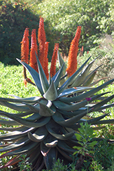 Cat's Tail Aloe (Aloe castanea) at Lakeshore Garden Centres