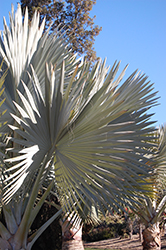 Bismarck Palm (Bismarckia nobilis) at Stonegate Gardens