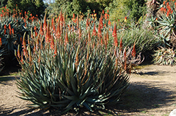 Torch Aloe (Aloe arborescens) at A Very Successful Garden Center