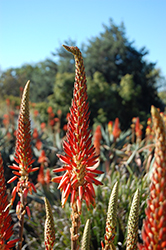 Torch Aloe (Aloe arborescens) at A Very Successful Garden Center