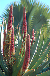 Aloe x principis (Aloe x principis) at Lakeshore Garden Centres
