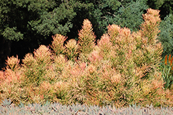 Sticks On Fire Red Pencil Tree (Euphorbia tirucalli 'Sticks On Fire') at Lakeshore Garden Centres