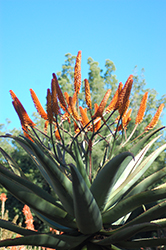 Cape Aloe (Aloe ferox) at A Very Successful Garden Center
