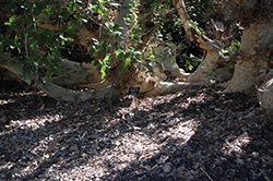Sycamore Fig (Ficus sycomorus) at Lakeshore Garden Centres