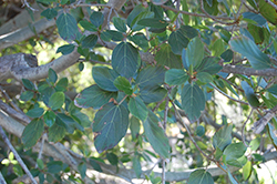Sycamore Fig (Ficus sycomorus) at A Very Successful Garden Center