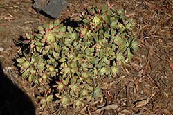 Tricolor Aeonium (Aeonium 'Tricolor') at Lakeshore Garden Centres