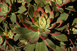 Tricolor Aeonium (Aeonium 'Tricolor') at A Very Successful Garden Center
