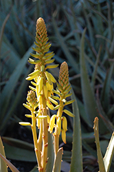 Yellow Flowered Aloe Vera (Aloe vera 'Yellow') at A Very Successful Garden Center