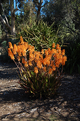 Orange Burst Dwala Aloe (Aloe chabaudii 'Orange Burst') at A Very Successful Garden Center