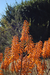 Orange Burst Dwala Aloe (Aloe chabaudii 'Orange Burst') at Lakeshore Garden Centres