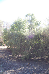 Cape Ebony (Euclea pseudebenus) at A Very Successful Garden Center