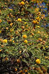 Sweet Acacia (Acacia farnesiana) at A Very Successful Garden Center