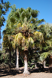 Blackdown Fan Palm (Livistona fulva) at A Very Successful Garden Center