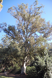 Mountain Gum (Eucalyptus dalrympleana) at Stonegate Gardens