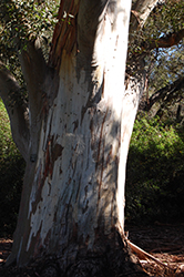 Mountain Gum (Eucalyptus dalrympleana) at Lakeshore Garden Centres