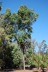Cadaghi Gum Tree (Corymbia torelliana) at A Very Successful Garden Center