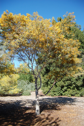 Mudgee Wattle (Acacia spectabilis) at A Very Successful Garden Center