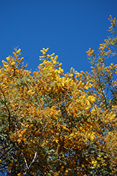 Mudgee Wattle (Acacia spectabilis) at A Very Successful Garden Center