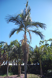 Walsh River Palm (Archontophoenix maxima) at Stonegate Gardens