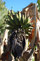 Edible Banana (Musa x paradisiaca) at A Very Successful Garden Center