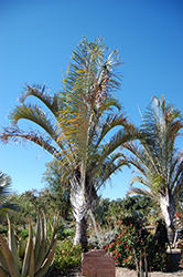 Triangle Palm (Dypsis decaryi) at A Very Successful Garden Center