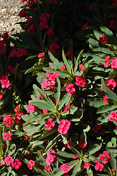Jerry's Choice Crown Of Thorns (Euphorbia milii 'Jerry's Choice') at A Very Successful Garden Center