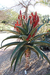 Malagasy Tree Aloe (Aloe vaombe) at Lakeshore Garden Centres