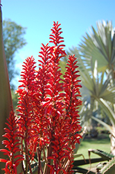 Malagasy Tree Aloe (Aloe vaombe) at Stonegate Gardens