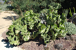 Crested Elkhorn (Euphorbia lactea 'Cristata') at Stonegate Gardens