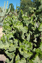 Crested Elkhorn (Euphorbia lactea 'Cristata') at Stonegate Gardens