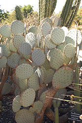 Santa-rita Tubac Prickly Pear Cactus (Opuntia violacea var. santa-rita) at A Very Successful Garden Center