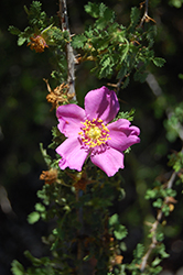 Small-leaved Rose (Rosa minutifolia) at Lakeshore Garden Centres