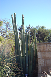 San Pedro Cactus (Trichocereus pachanoi) at A Very Successful Garden Center
