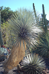 Beaked Yucca (Yucca rostrata) at A Very Successful Garden Center