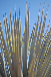 Beaked Yucca (Yucca rostrata) at Lakeshore Garden Centres