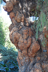 California Pepper Tree (Schinus molle) at Stonegate Gardens