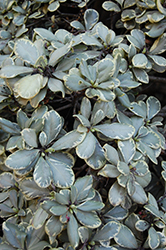 Silver Queen Kohuhu (Pittosporum tenuifolium 'Silver Queen') at Stonegate Gardens