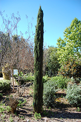 Tiny Tower Italian Cypress (Cupressus sempervirens 'Monshel') at A Very Successful Garden Center