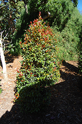 Monterey Bay Brush Cherry (Eugenia myrtifolia 'Monterey Bay') at Lakeshore Garden Centres