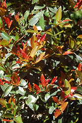 Monterey Bay Brush Cherry (Eugenia myrtifolia 'Monterey Bay') at A Very Successful Garden Center