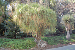 Pony Tail Palm (Nolina recurvata) at A Very Successful Garden Center