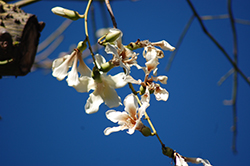 White Silk Floss Tree (Chorisia insignis) at A Very Successful Garden Center