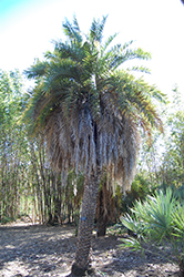 Mountain Date Palm (Phoenix loureiroi) at A Very Successful Garden Center