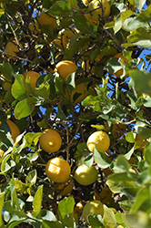 Lemon (Citrus limon) at A Very Successful Garden Center