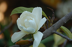 Silver Cloud Magnolia (Magnolia doltsopa 'Silver Cloud') at A Very Successful Garden Center