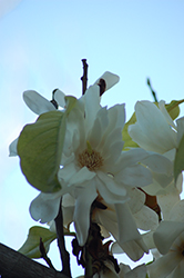 Silver Cloud Magnolia (Magnolia doltsopa 'Silver Cloud') at A Very Successful Garden Center