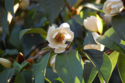 Allspice Magnolia (Magnolia x foggii 'Allspice') at A Very Successful Garden Center