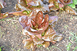 Red Romaine Lettuce (Lactuca sativa var. longifolia 'Red Romaine') at A Very Successful Garden Center