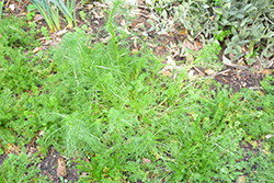 Bodegold Chamomile (Matricaria recutita 'Bodegold') at A Very Successful Garden Center