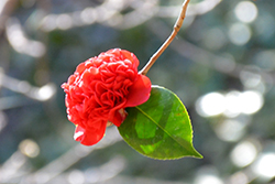 Anemone-flowered Camellia (Camellia japonica 'Anemoniflora') at A Very Successful Garden Center